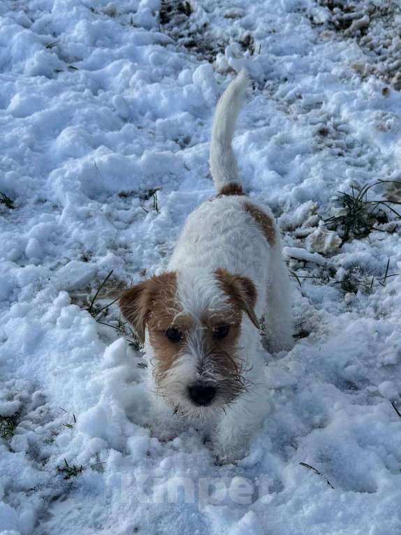 Собаки в Санкт-Петербурге: Марекс Солар Марио Мальчик, 80 000 руб. - фото 7