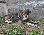 Собаки в Краснодаре: СУПЕР ДЖЕМ Мальчик, Бесплатно - фото 8