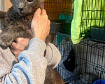 Кошки в Москве: Гера ищет дом: доверчивое сердце, которое верит в людей вопреки всему Мальчик, Бесплатно - фото 1