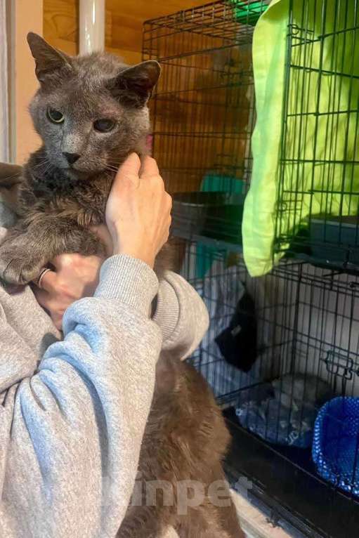 Кошки в Москве: Гера ищет дом: доверчивое сердце, которое верит в людей вопреки всему Мальчик, Бесплатно - фото 1