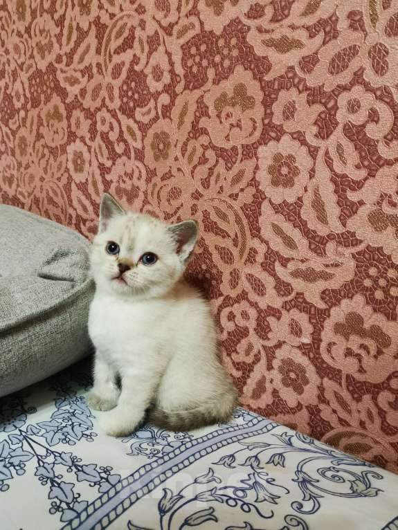 Кошки в Москве: Британская порода  Девочка, 15 000 руб. - фото 2