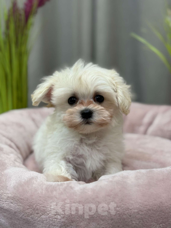 Собаки в Москве: Мальтипу мальчик 2 Мальчик, 150 000 руб. - фото 2