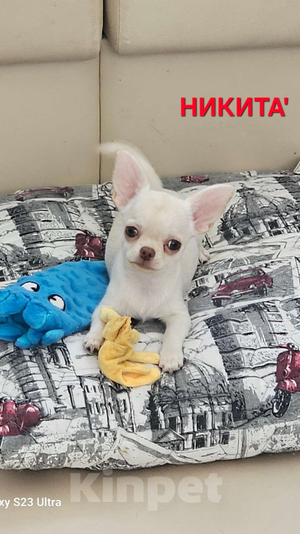 Собаки в других городах Челябинской области: Девочка-дюймовочка Девочка, 45 000 руб. - фото 2