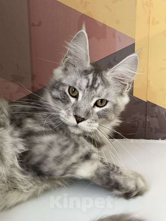 Кошки в Москве: Пушистый ангел для вашего настроения Мальчик, 80 000 руб. - фото 4