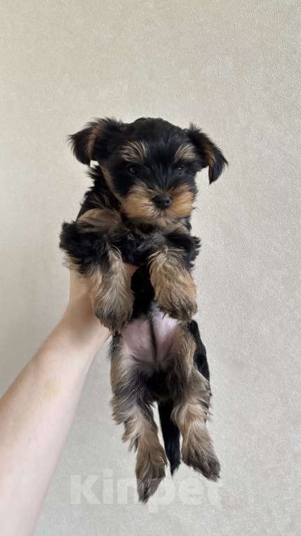 Собаки в Мытищах: Продаю щенков мини Йорка  Девочка, 20 000 руб. - фото 3