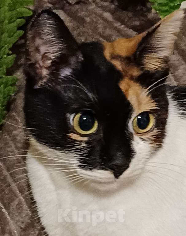 Кошки в Москве: Кошечка-подросток ищет дом Девочка, Бесплатно - фото 1