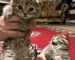 Кошки в Санкт-Петербурге: Вислоухая кошка  Мальчик, 5 000 руб. - фото 1