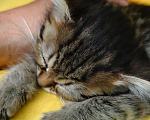 Кошки в Семилуках: Котенок в добрые руки Девочка, Бесплатно - фото 3