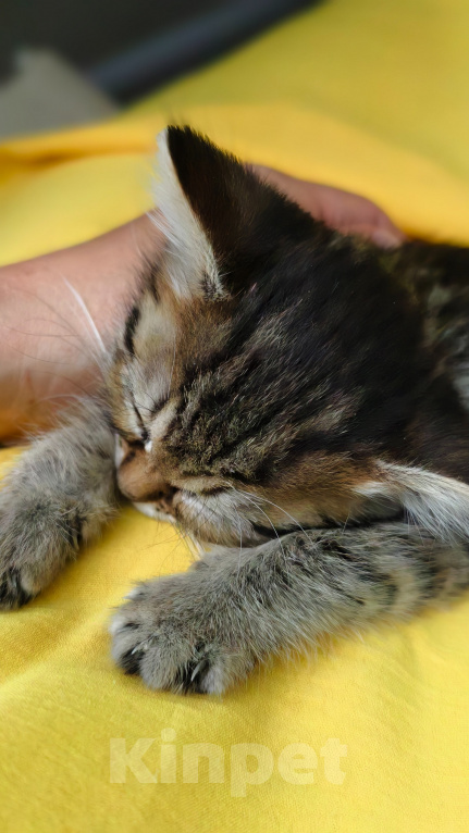Кошки в Семилуках: Котенок в добрые руки Девочка, Бесплатно - фото 3