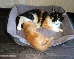 Кошки в Новосибирске: Отдам в добрые руки 🐱 Девочка, Бесплатно - фото 3