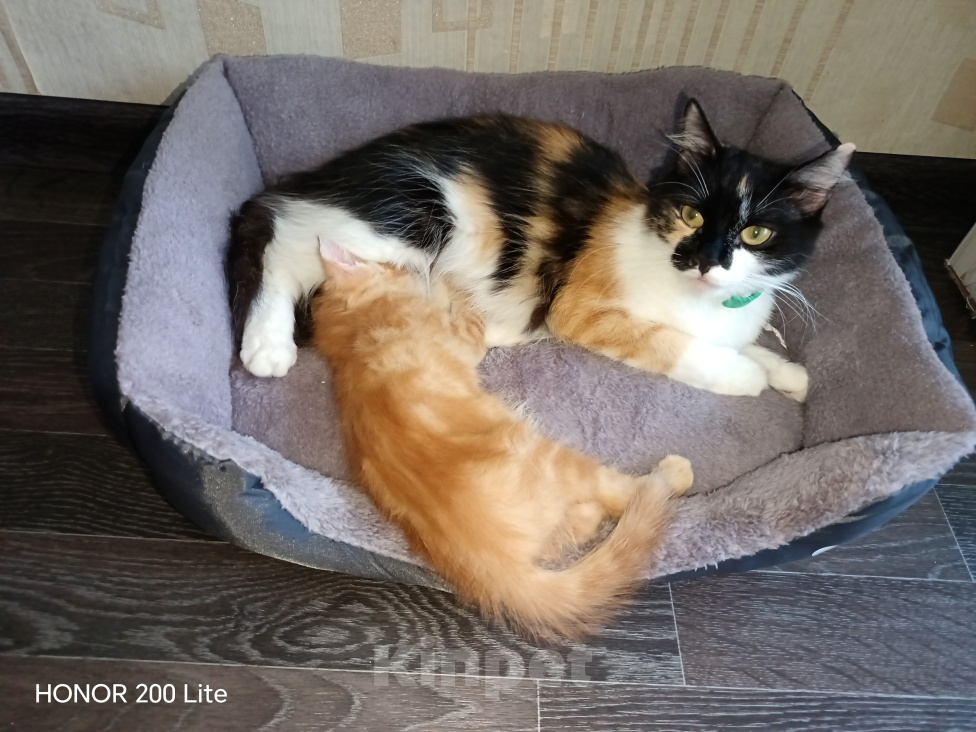 Кошки в Новосибирске: Отдам в добрые руки 🐱 Девочка, Бесплатно - фото 3