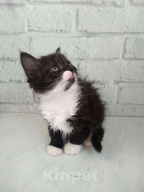 Кошки в Санкт-Петербурге: Пушистая девочка 1,5 мес Девочка, Бесплатно - фото 2