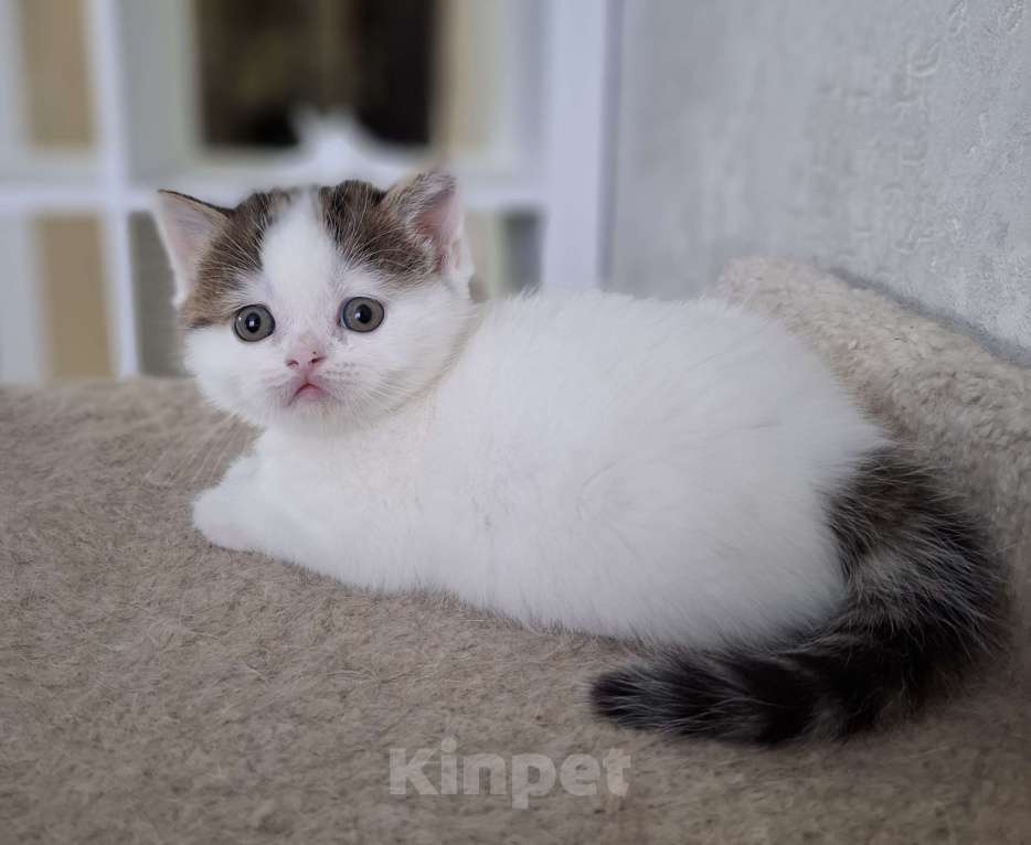 Кошки в Ярославле: Шотландский короткошерстный мальчик Мальчик, 30 000 руб. - фото 2