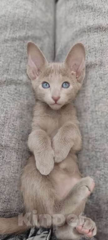 Кошки в Москве: Лиловые ориентальные мальчишки Мальчик, 50 000 руб. - фото 5