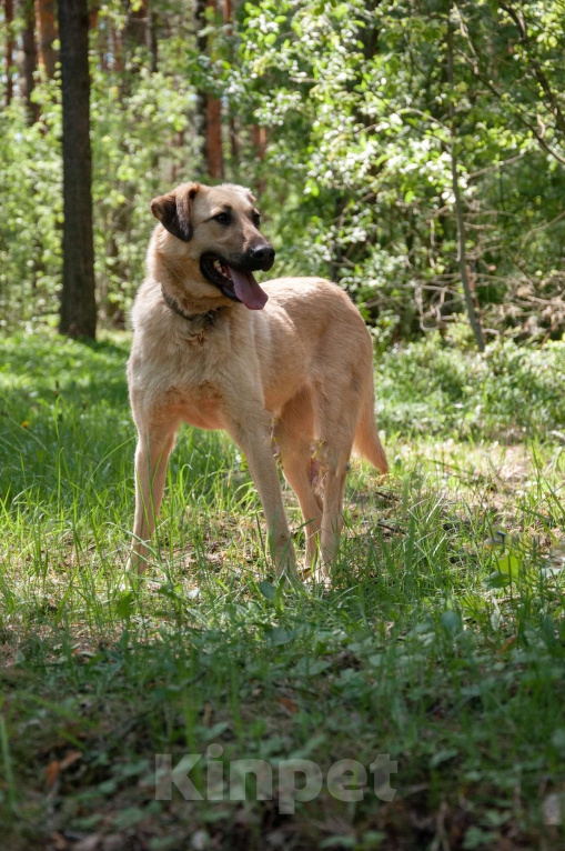 Собаки в Ногинске: Варя ждет свою семью в приюте Девочка, Бесплатно - фото 6