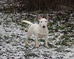 Собаки в других городах Московской области: Миниатюрный бультерьер Мальчик, Бесплатно - фото 1