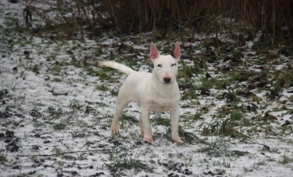 Собаки в других городах Московской области: Миниатюрный бультерьер Мальчик, Бесплатно - фото 1