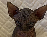 Кошки в Москве: Топовый котёнок канадского сфинкса  Мальчик, 50 000 руб. - фото 3