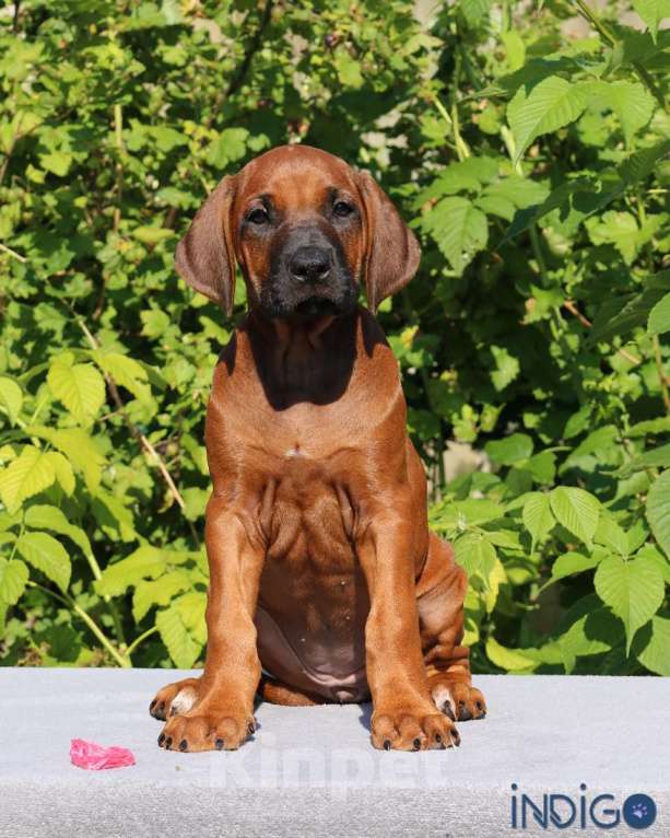Собаки в Санкт-Петербурге: Щенок родезийского риджбека. Породный питомник. Девочка, 70 000 руб. - фото 2