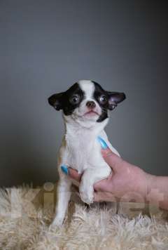 Собаки в Королеве: Мальчишка щенок Чихуа-хуа Мальчик, 30 000 руб. - фото 2