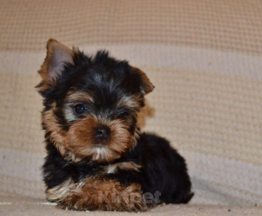 Собаки в Иркутске: Щенки йоркширского терьера Мальчик, 75 000 руб. - фото 4