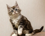 Кошки в Москве: Котята мейн-кун Мальчик, 30 000 руб. - фото 3
