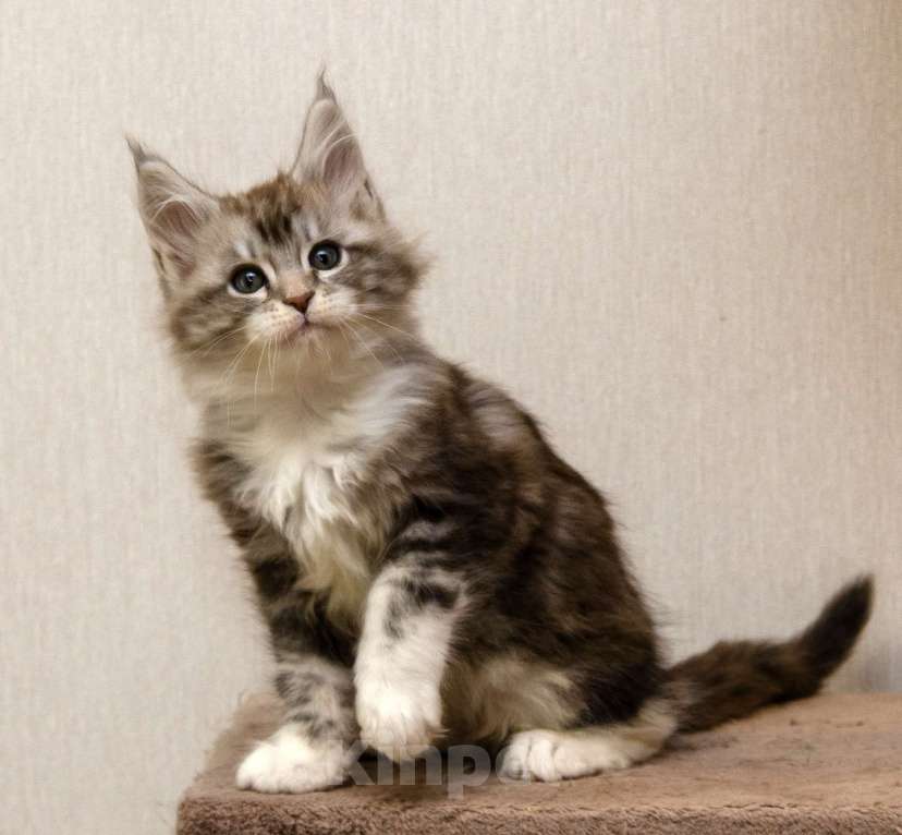 Кошки в Москве: Котята мейн-кун Мальчик, 30 000 руб. - фото 3
