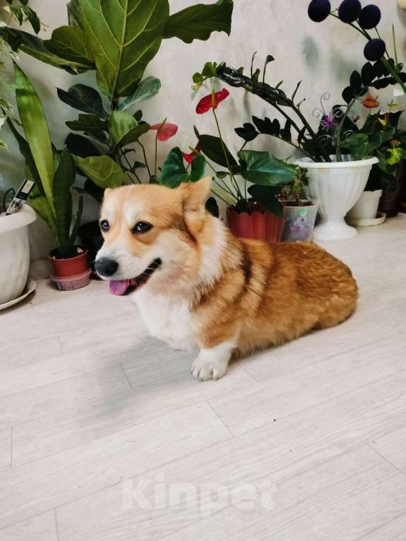 Собаки в Воронеже: Вельш корги пемброк девочка Девочка, 30 000 руб. - фото 6