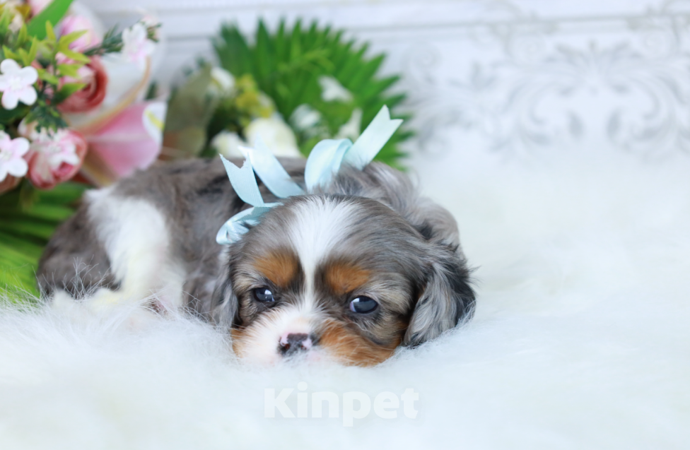 Собаки в Москве: ❤️Доступен для бронирования малыш кавалер кинг чарльз спаниеля — уникальный мраморный окрас!❤️ Мальчик, Бесплатно - фото 3