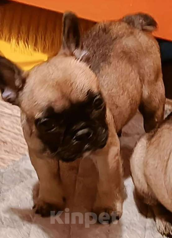 Собаки в Братске: Девочка французского бульдога  Девочка, 40 000 руб. - фото 2