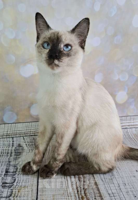 Кошки в Москве: Голубоглазый котёнок в добрые руки  Девочка, Бесплатно - фото 6