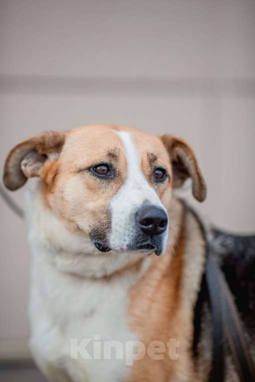 Собаки в Москве: Гаечка Девочка, Бесплатно - фото 8