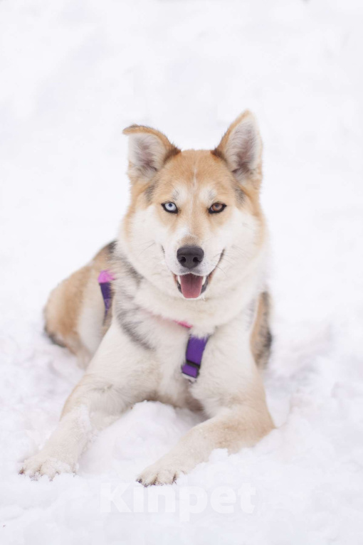 Собаки в Москве: Активная и дружелюбная Дейзи в добрые руки Девочка, Бесплатно - фото 2