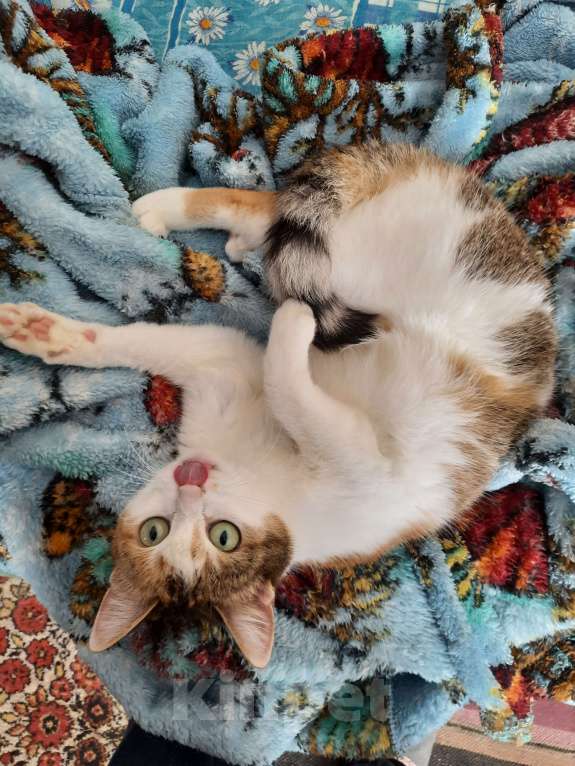 Кошки в Новосибирске: Ищу добрые руки ❤🙏 Девочка, Бесплатно - фото 3