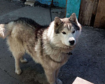Собаки в Барнауле: кобель на вязку Мальчик, Бесплатно - фото 4