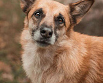 Собаки в Москве: Ласковая собака Алиса ищет дом и любящую семью! Девочка, Бесплатно - фото 5