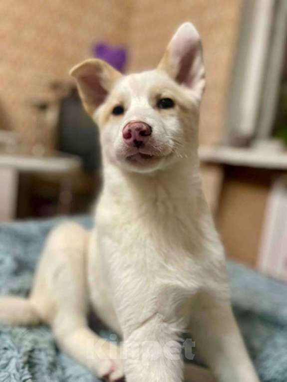 Собаки в Лосином-Петровском: Пинки ,якутенок с розовым носом Девочка, Бесплатно - фото 5