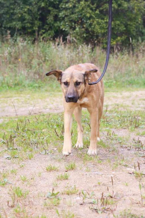 Собаки в Москве: Яся Девочка, Бесплатно - фото 17