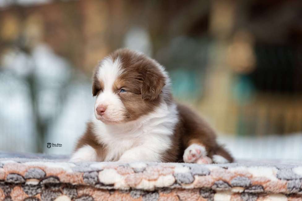 Собаки в Москве: Австралийская овчарка, щенок Мальчик, 70 000 руб. - фото 5