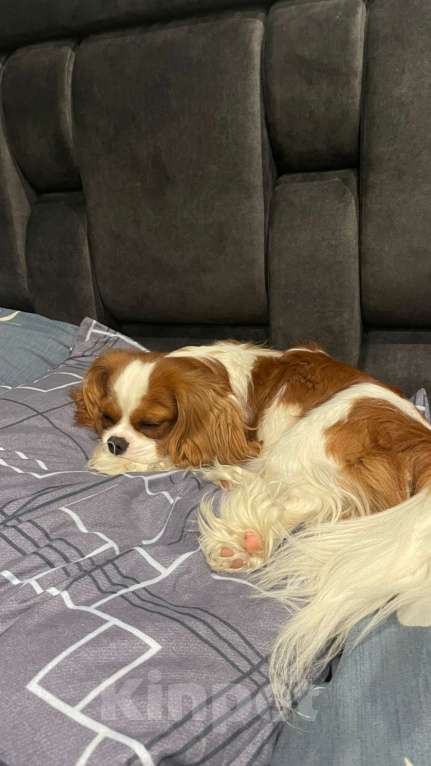 Собаки в Москве: Кавалер Кинг Чарльз Спаниель ВЯЗКА Мальчик, 50 000 руб. - фото 2