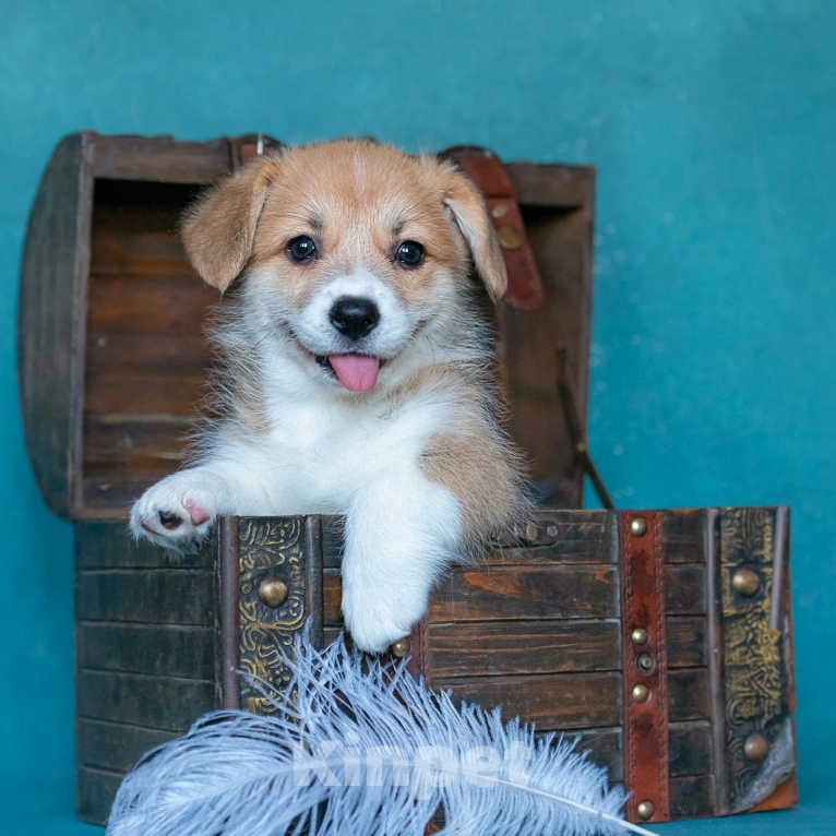 Собаки в Москве: Тутси Из Басвет Прайд  Девочка, 90 000 руб. - фото 3