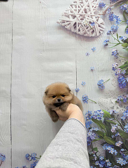 Великолепный мальчик