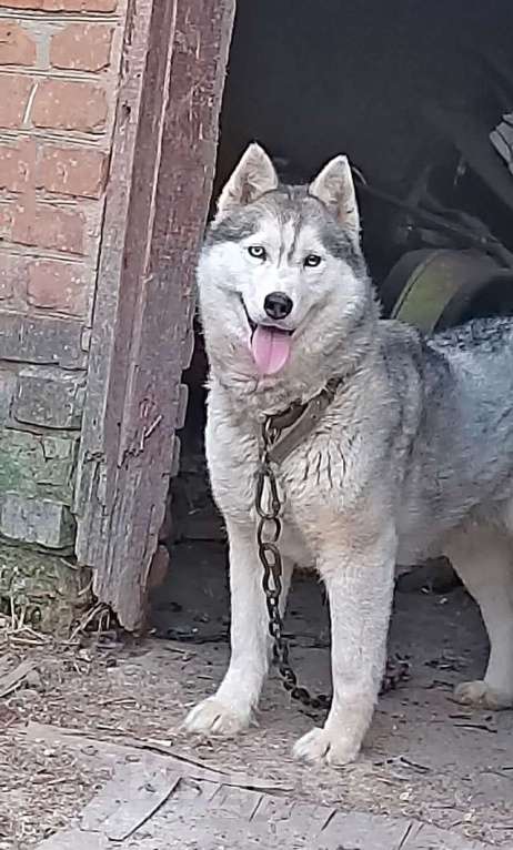Собаки в Краснодаре: Ищем дом для двух сибирских хаски Лорда и Сары Мальчик, 10 руб. - фото 2