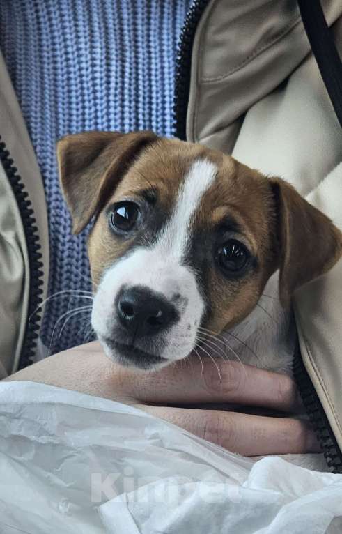 Собаки в Москве: Продам щенка джек рассел терьер девочка Девочка, 30 000 руб. - фото 4