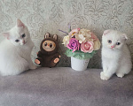 Кошки в Тюмени: Продам котят-британцев Девочка, 5 000 руб. - фото 1