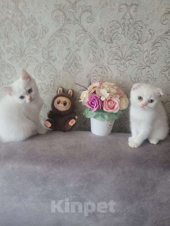 Кошки в Тюмени: Продам котят-британцев Девочка, 5 000 руб. - фото 1