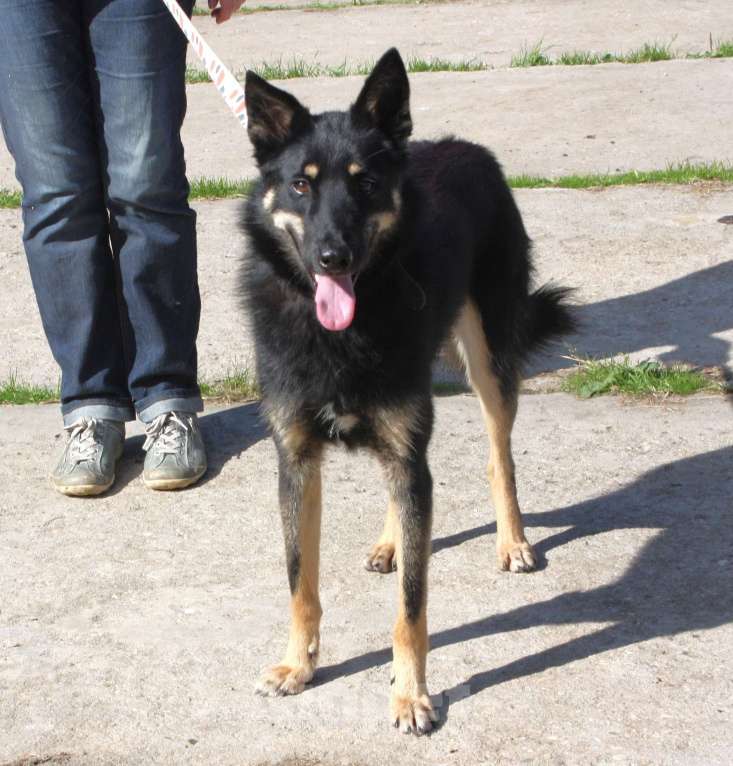 Собаки в Москве: Дружелюбный красавчик Лимончик ищет дом и любимую семью  Мальчик, Бесплатно - фото 3