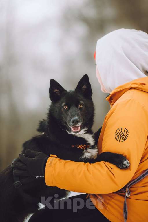 Собаки в Москве: Небольшая собачка в добрые руки Девочка, Бесплатно - фото 3