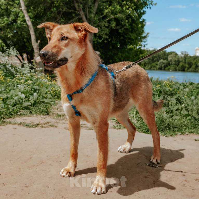 Собаки в Москве: Груша Девочка, Бесплатно - фото 2