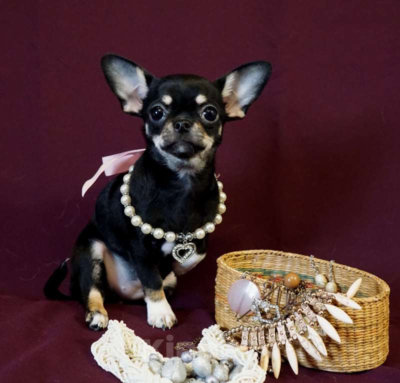 Собаки в Кудрово: ПАУЛА Чихуахуа Девочка, 70 000 руб. - фото 4